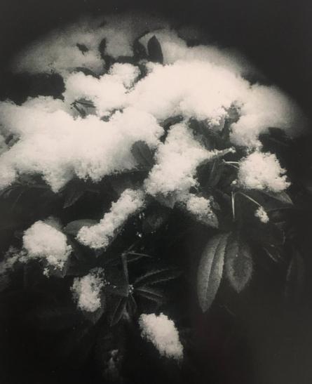 Snow on a plant