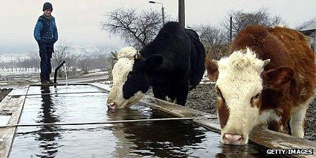 Cows in Moldova
