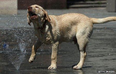 Dog cooling off in a fountain