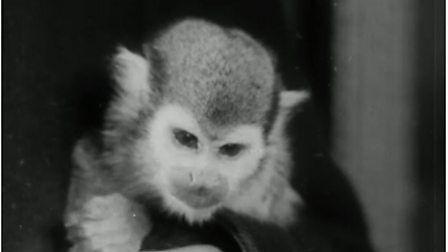 greyscale image of a squirrel monkey