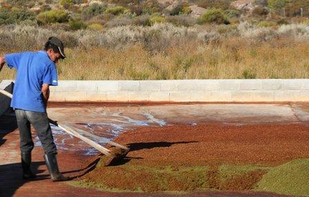 A worker spreads crushed rooibos leaves to allow them to dry, picture by B. Koelle