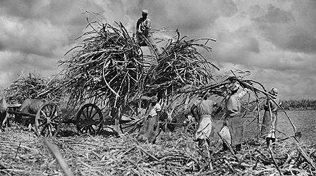 Sugar plantation workers
