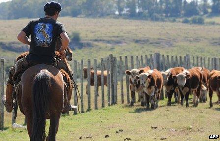 Herdsman with cattle near the Uruguayan town of Melo