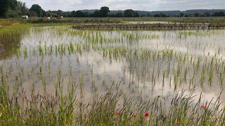 The Luston wetland project sprouting with green Reedbed plants