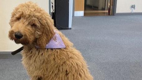 Sipho the trainee therapy dog in Duston, Northampton