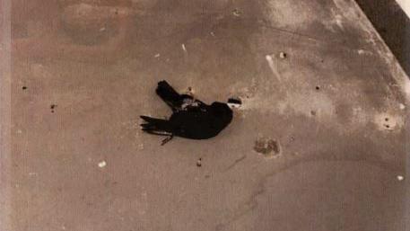 A dead pigeon lying on the floor of the Queen Elizabeth University Hospital