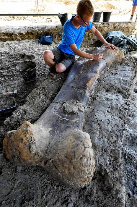 Maxime Lasseron inspects the femur of a sauropod, 24 July, at the paleontological site of Angeac-Charente