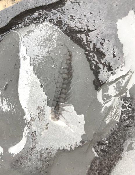 Leanchoiliid fossil from the site