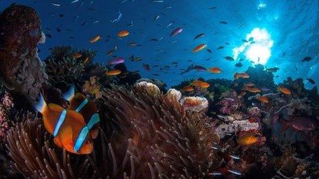 Marine life in the Great Barrier Reef, in the Coral Sea, off the coast of Queensland, Australia