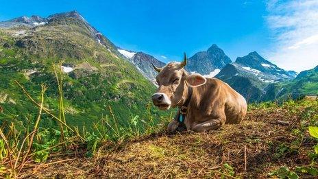 Swiss farming