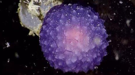 Purple orb