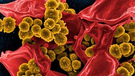 MRSA and white blood cell