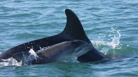 A dolphin and her calf