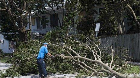 A fallen tree debris caused by Hurricane Irma