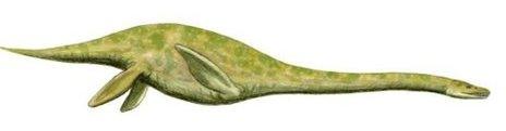 Artist's impression of plesiosaur