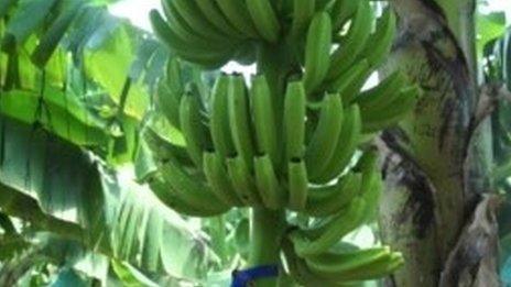 Bunch of bananas growing on tree