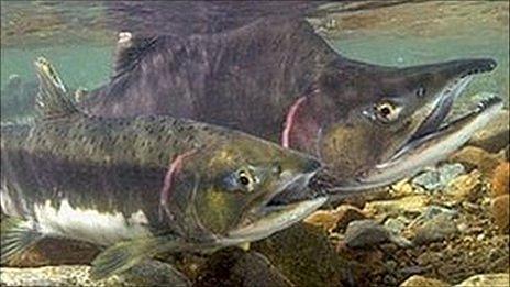 Pink Salmon warning after species found in Irish rivers - BBC News