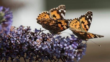 Two Painted Lady butterflies