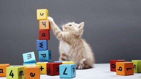 kitten and alphabet blocks