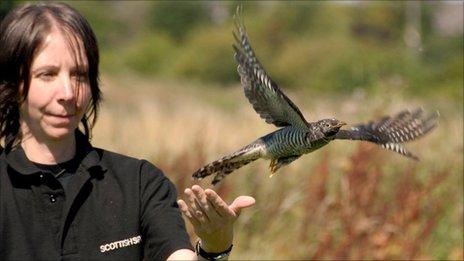 Wildlife assistant Lorraine Gow releases the cuckoo