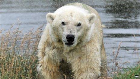 Mercedes polar bear. Image: Alan R Thomson/RZSS/PA