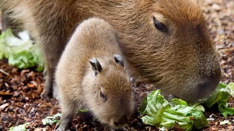 Baby capybara with parent, Paignton Zoo