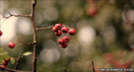 Hawthorn berries (photo by Alwaysoutside on BBC Autumnwatch's Flickr group)