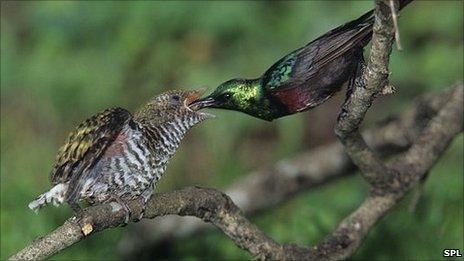Marico sunbird feeding a cuckoo chick