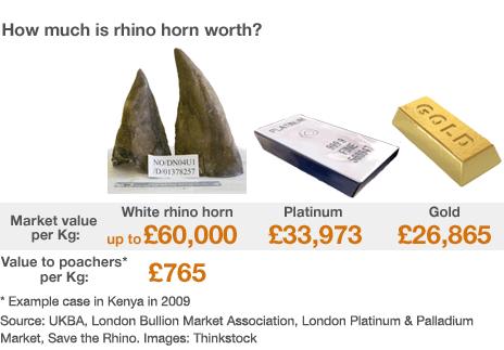 Rhino horn prices graphic