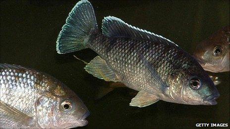 Chambo, a fish species endemic to Lake Malawi, Africa (Getty Images)