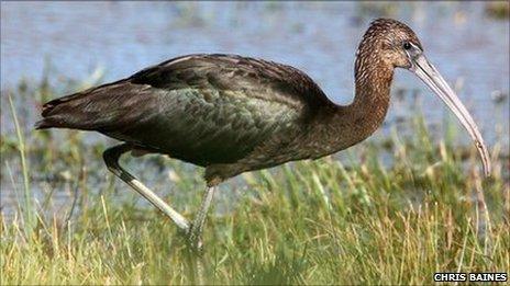 Glossy Ibis. Pic by RSPB