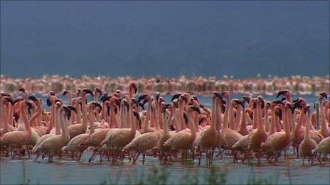 Flamingos