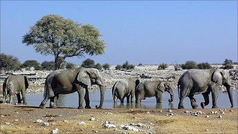Elephants at a watering hole (Image: BBC)