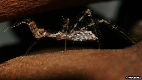 Close-up of a spider in its web eating its prey, Shot with:…