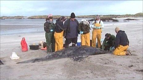 Scientists examine the remains of the whales on Rutland Island