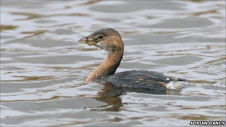 Twitchers Flock For Pied-billed Grebe Sighting - BBC News