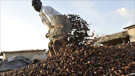 A Baoule farmer gathers cocoa beans on 17 November 2010