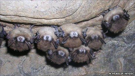 Group of little brown bats displaying symptoms of WNS (Nancy Heaslip/New York Department of Environmental Conservation)