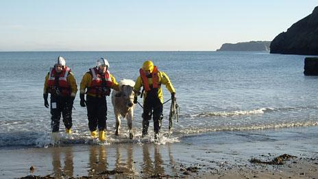 The rescue team helping the cow ashore