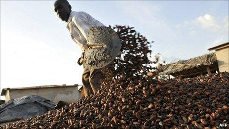 A Baoule farmer gathers cocoa beans on November 17, 2010 in Zamblekro, a village near the city of Gagnoa