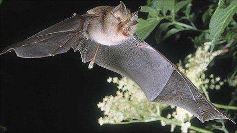 The lesser horseshoe bat