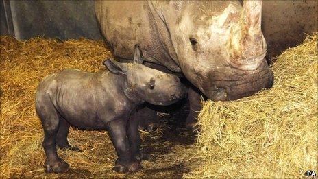 Newborn female white rhino