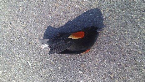 One of thousands of blackbirds that fell out of the sky on New Year's Eve lies on the ground in Beebe, Arkansas January 1, 2011 in this handout photograph.