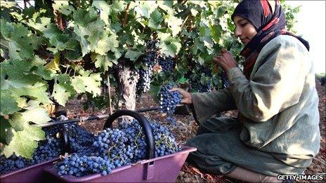 Woman harvesting grapes in Lebanon