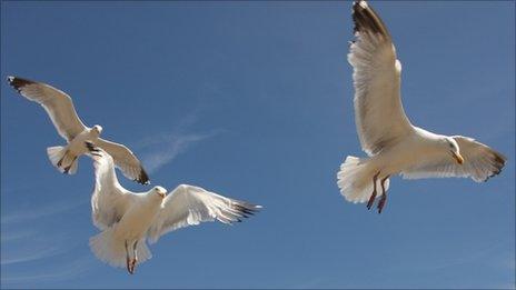 Seagulls