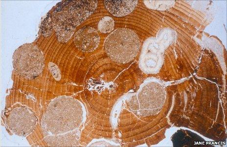 Tree rings in fossil wood (Jane Francis)