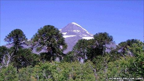 Monkey puzzles in the Chilean Andes (H. Falcon-Lang)