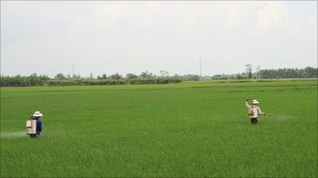 Workers use specially designed cans to spray crops with fungicide.