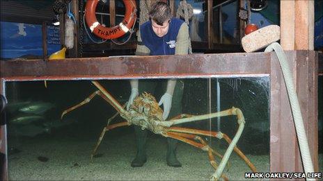 Weymouth Welcomes Giant Japanese Spider Crab c News