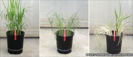 Sequence of photos showing how rice plants respond and recover from drought conditions (Image: Bailey-Serres lab/UC Riverside)
